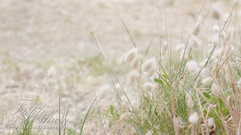 Imagery ~ The Beach
