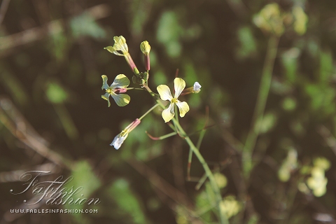 Imagery ~ Backyard (Macro Photography)