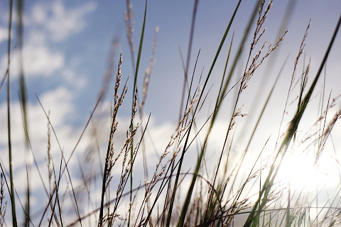 Imagery ~ Beach Walk