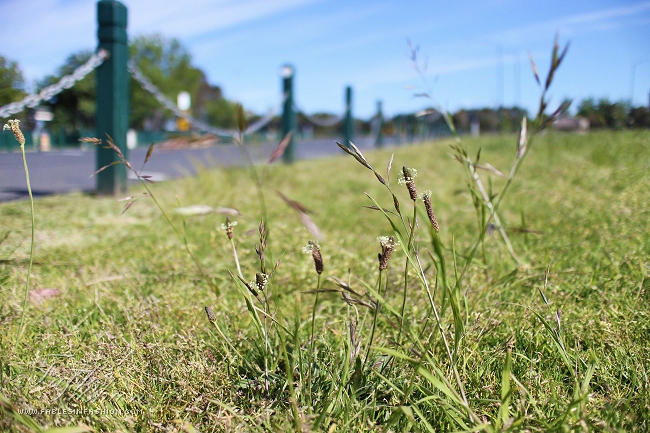 Imagery ~ Albert Park Brunch