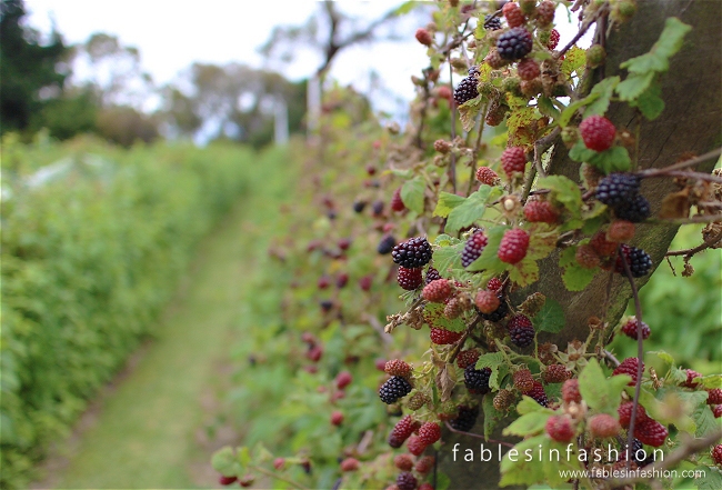 Imagery ~ Gone Berry Picking