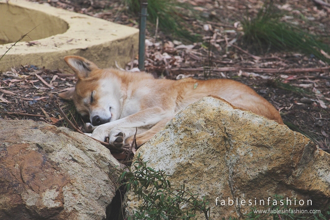 Healesville Sanctuary