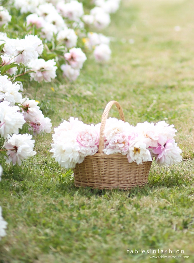 Spring Hill Peony Farm